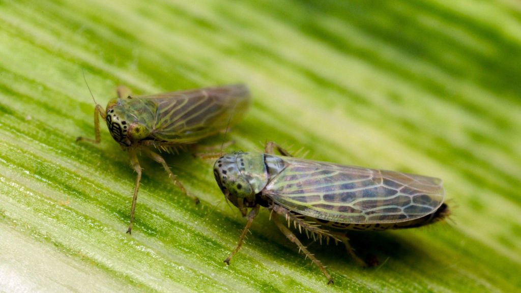 Backyard insect inspires invisibility devices, next gen tech